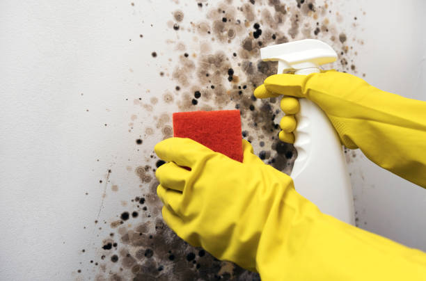 Crawl Space Mold Removal in San Ysidro, NM
